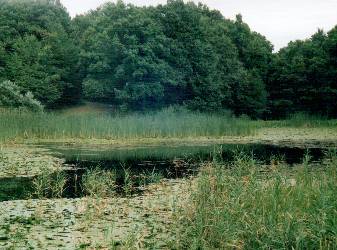 Lacul din p�durea Baisa de l�ng� Ipote�ti, considerat a fi &bdquo;lacul codrilor albastru&rdquo; - foto iulie 2008