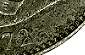 2 lei 1872 without mint mark