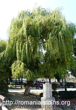 the willow of George Bacovia from a park in downtown Bacău - photo 10th of September 2008